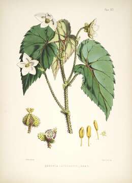 Image of Begonia cathcartii Hook. fil. & Thomson