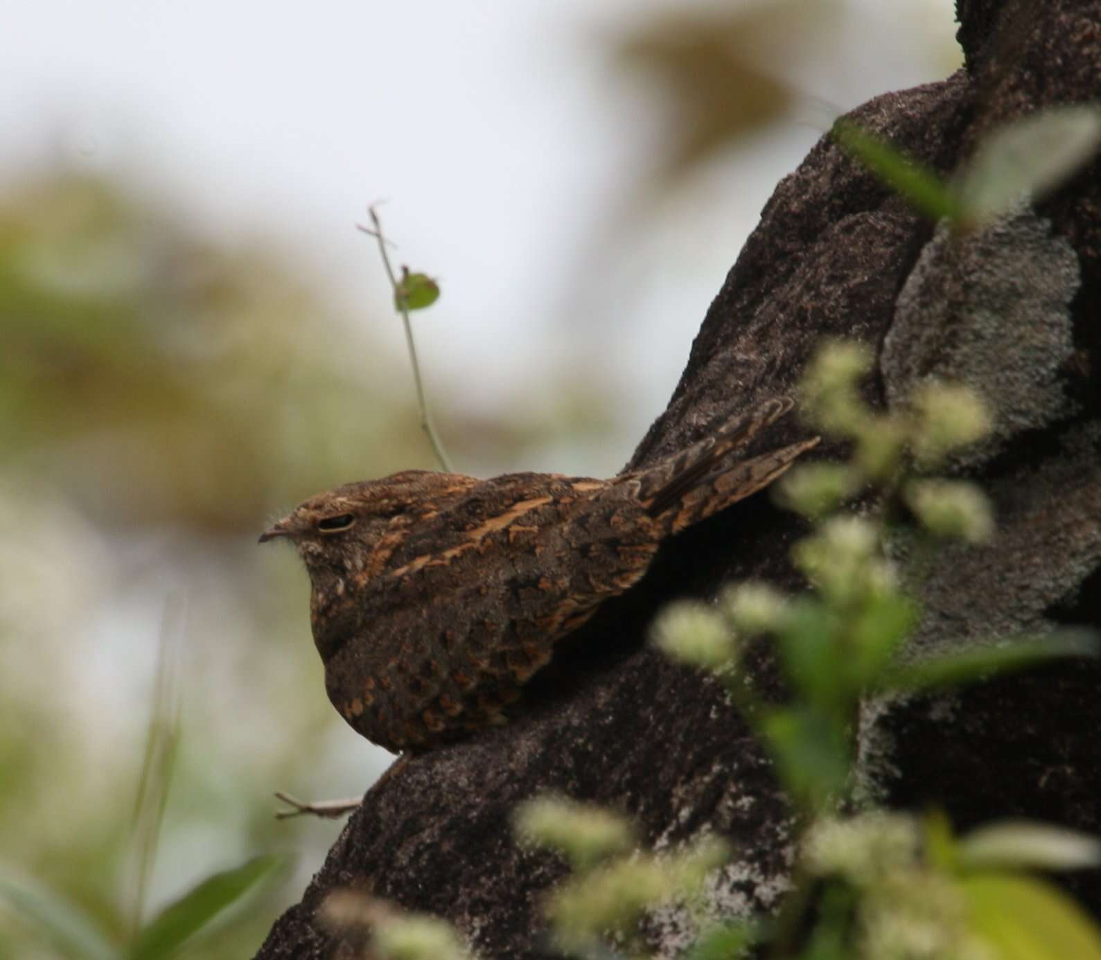 Слика од Caprimulgus Linnaeus 1758