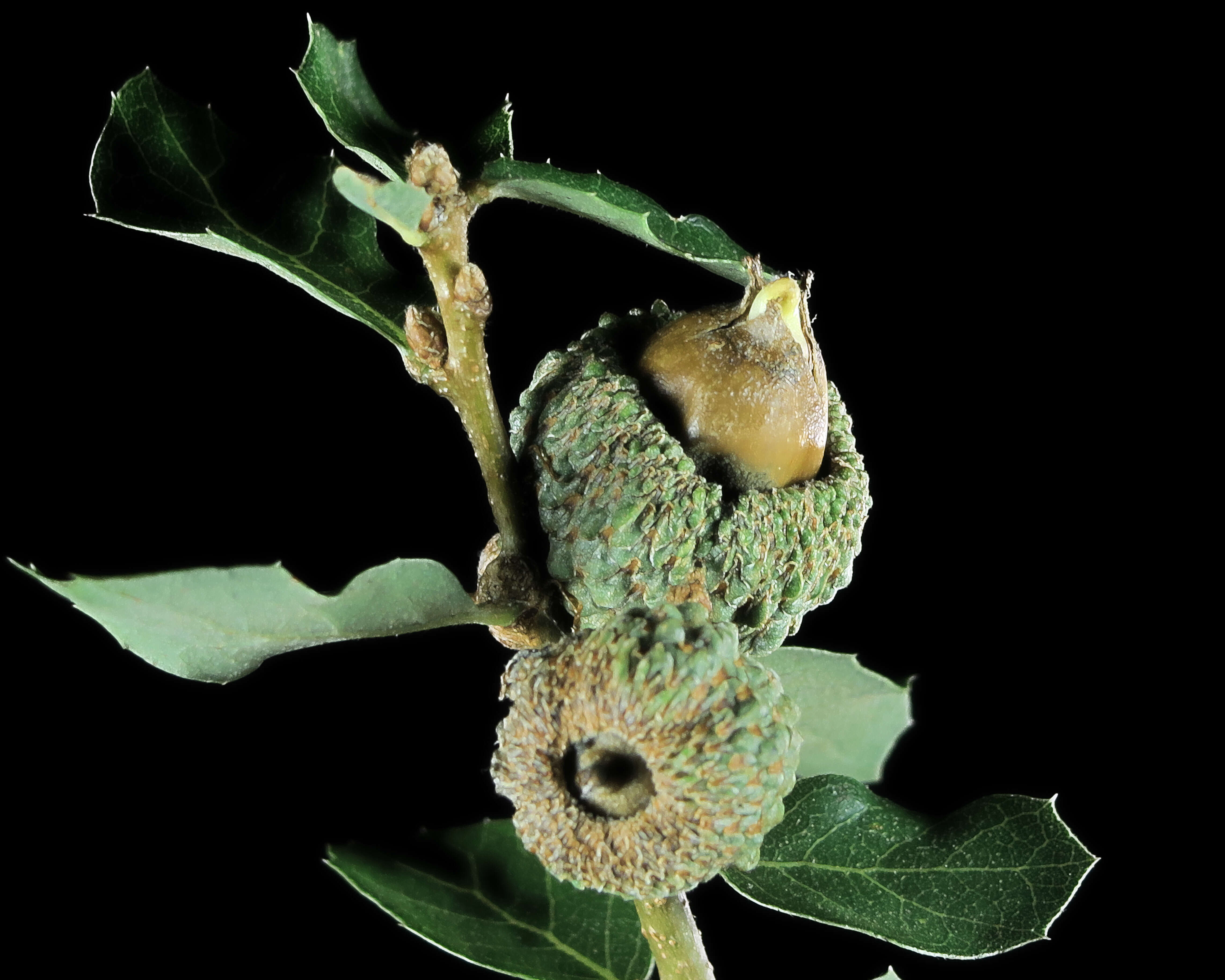 Image of Channel Island Scrub Oak