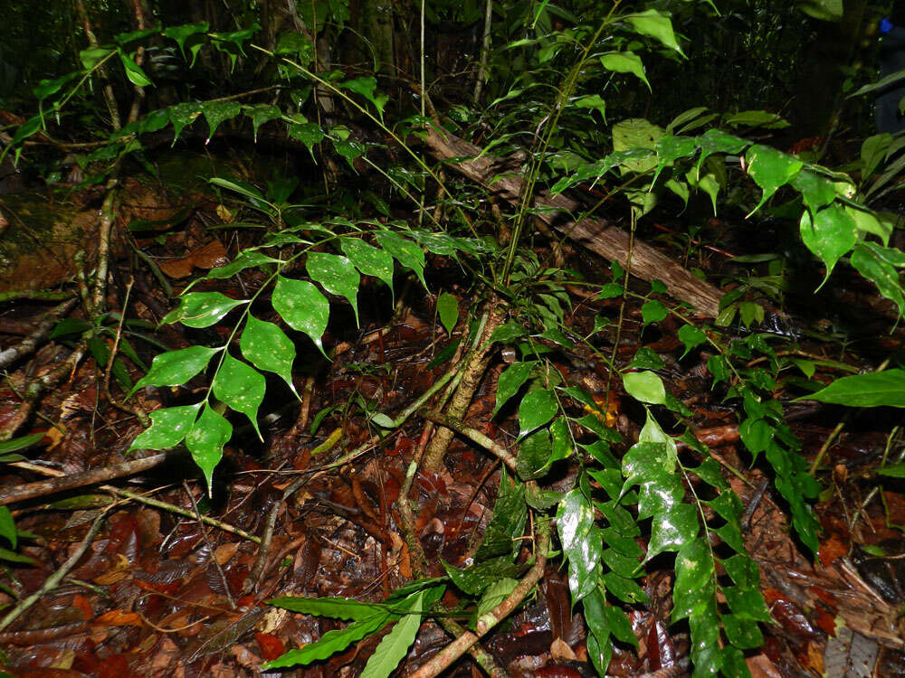 Image of Zamia obliqua A. Braun