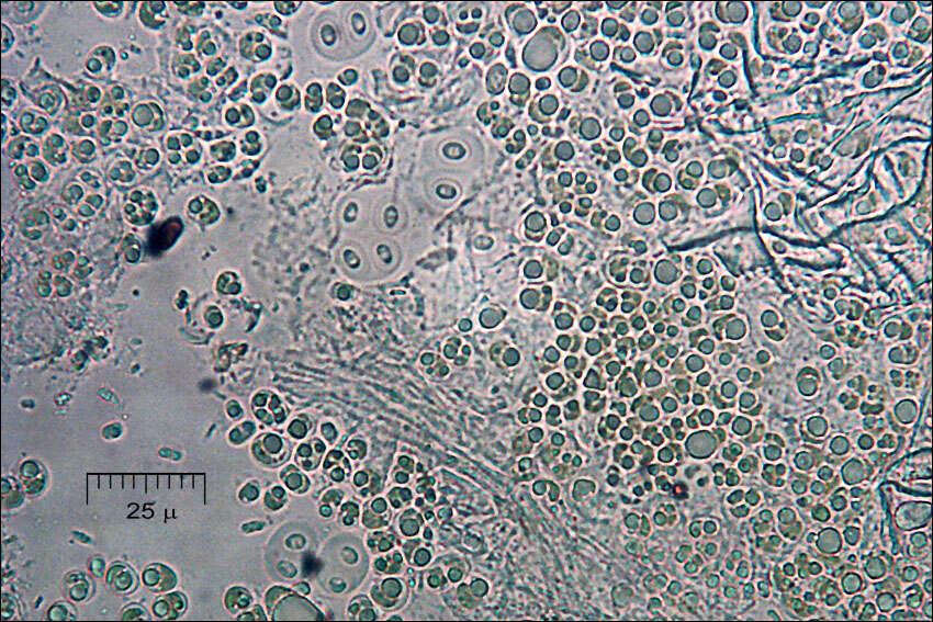 Imagem de Multiclavula mucida (Pers.) R. H. Petersen 1967