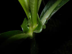 Plancia ëd Psychotria grandis Sw.