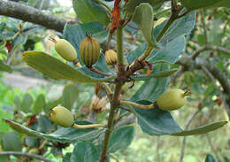 Image de Eucryphia cordifolia Cav.