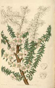 Imagem de Leptospermum scoparium Forst.