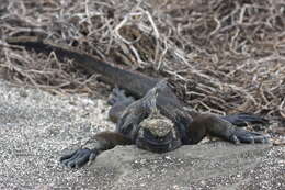 Image of marine iguana