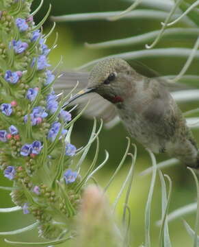 Imagem de Echium candicans L. fil.