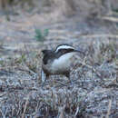 Image of White-browed Babbler