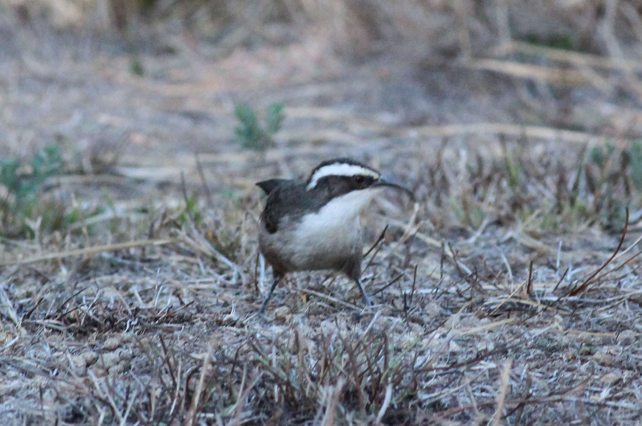 Image of Australo-Papuan babblers