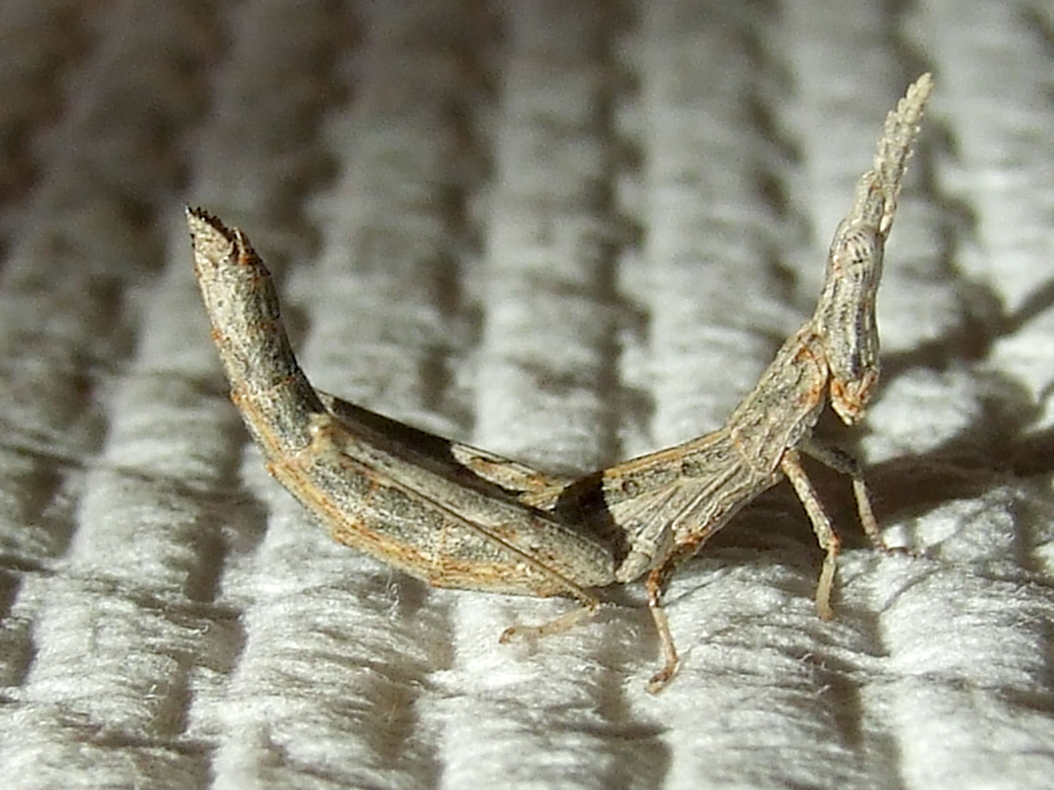 Image of Eumastacoidea