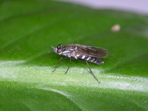 Image of Diptera
