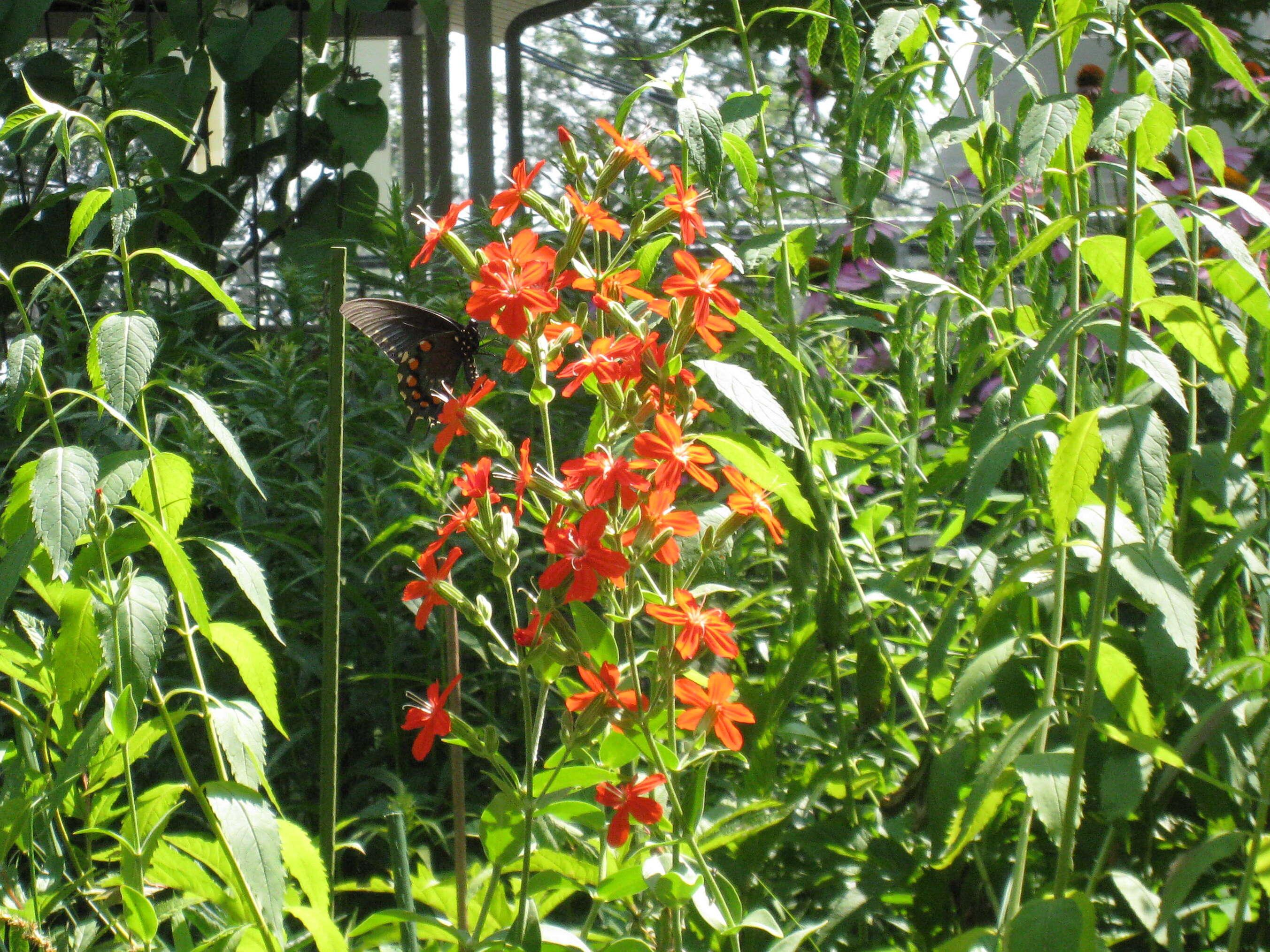 Image of royal catchfly