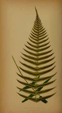 Blechnum occidentale L. resmi