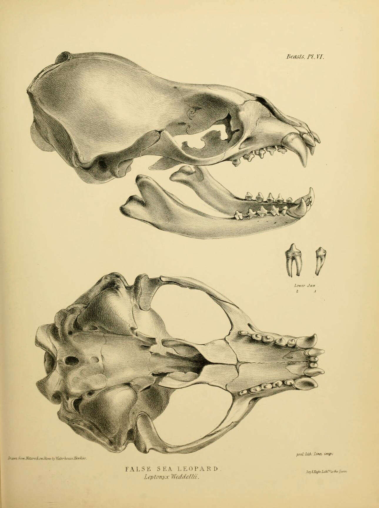Image of Homalopoma Carpenter 1864
