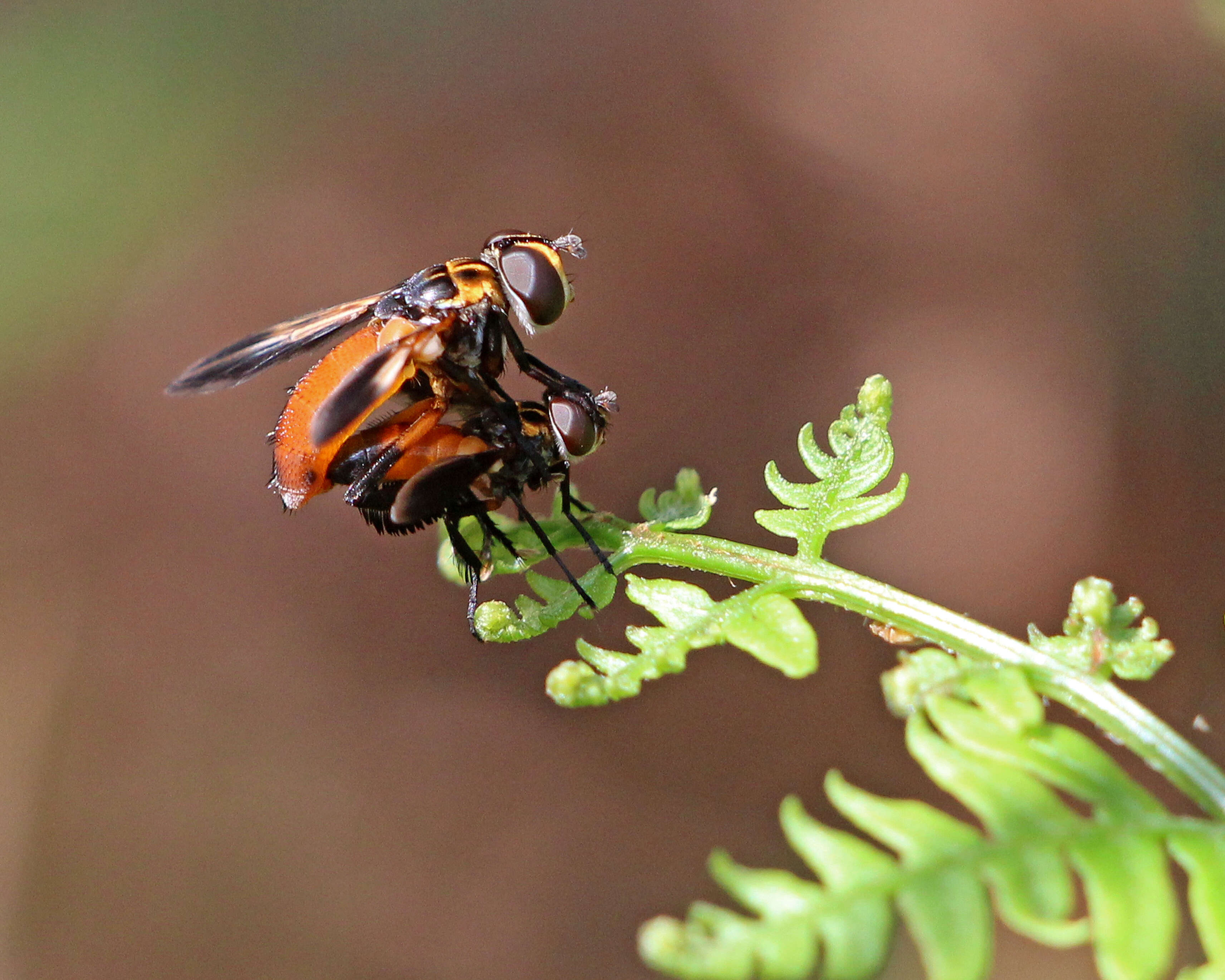 Image of Feather-legged Flies