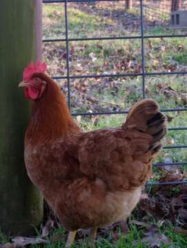 Image of Red Junglefowl