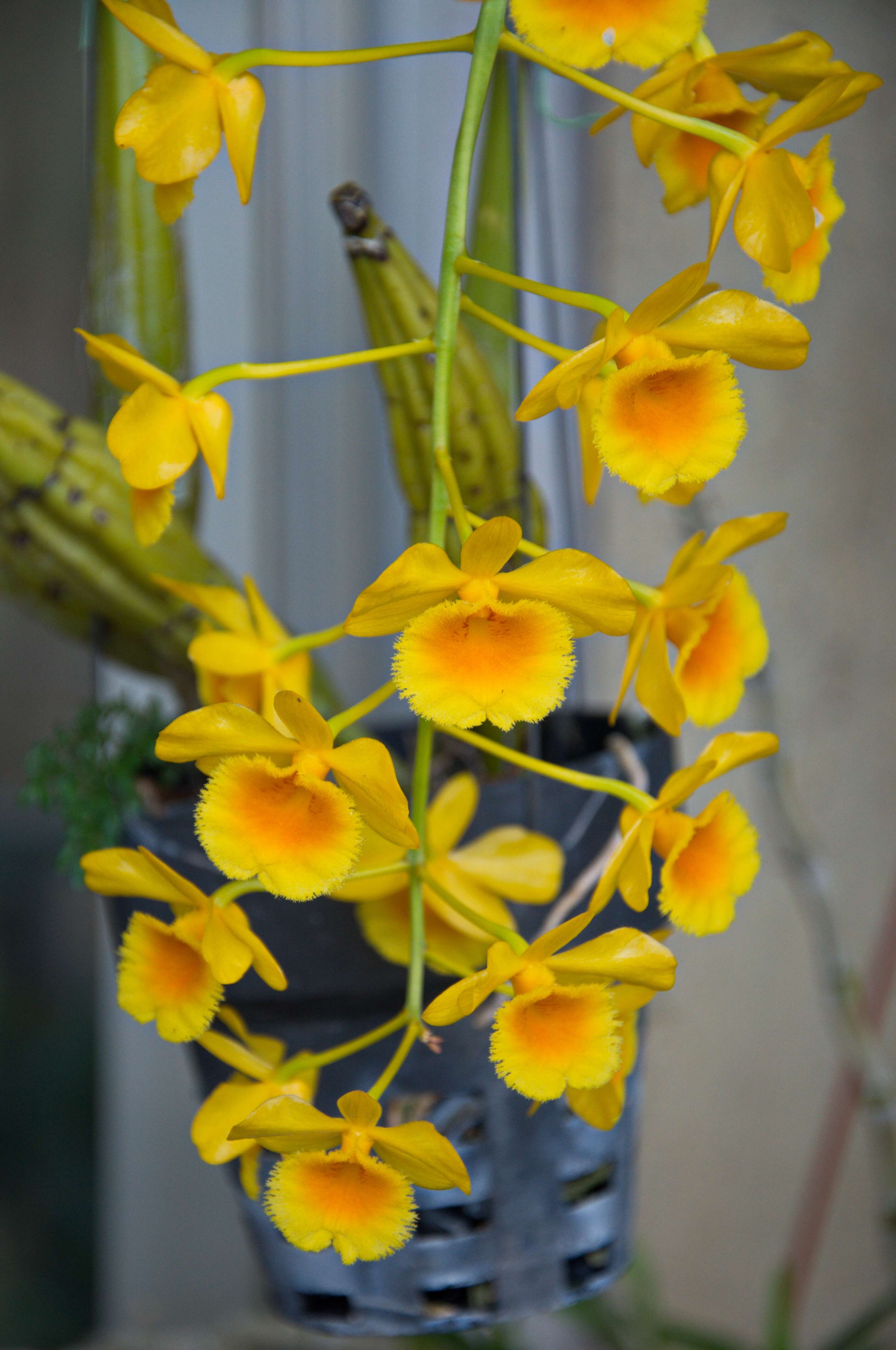 صورة Dendrobium chrysotoxum Lindl.