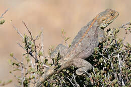 Image of Scortecci's Agama