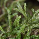 Image of Lembophyllum clandestinum