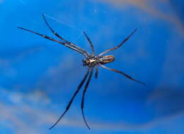 Image of Nephilidae