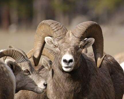 Image of bighorn sheep