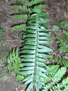 Слика од Polystichum acrostichoides (Michx.) Schott