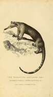 Image of Tamandua Gray 1825