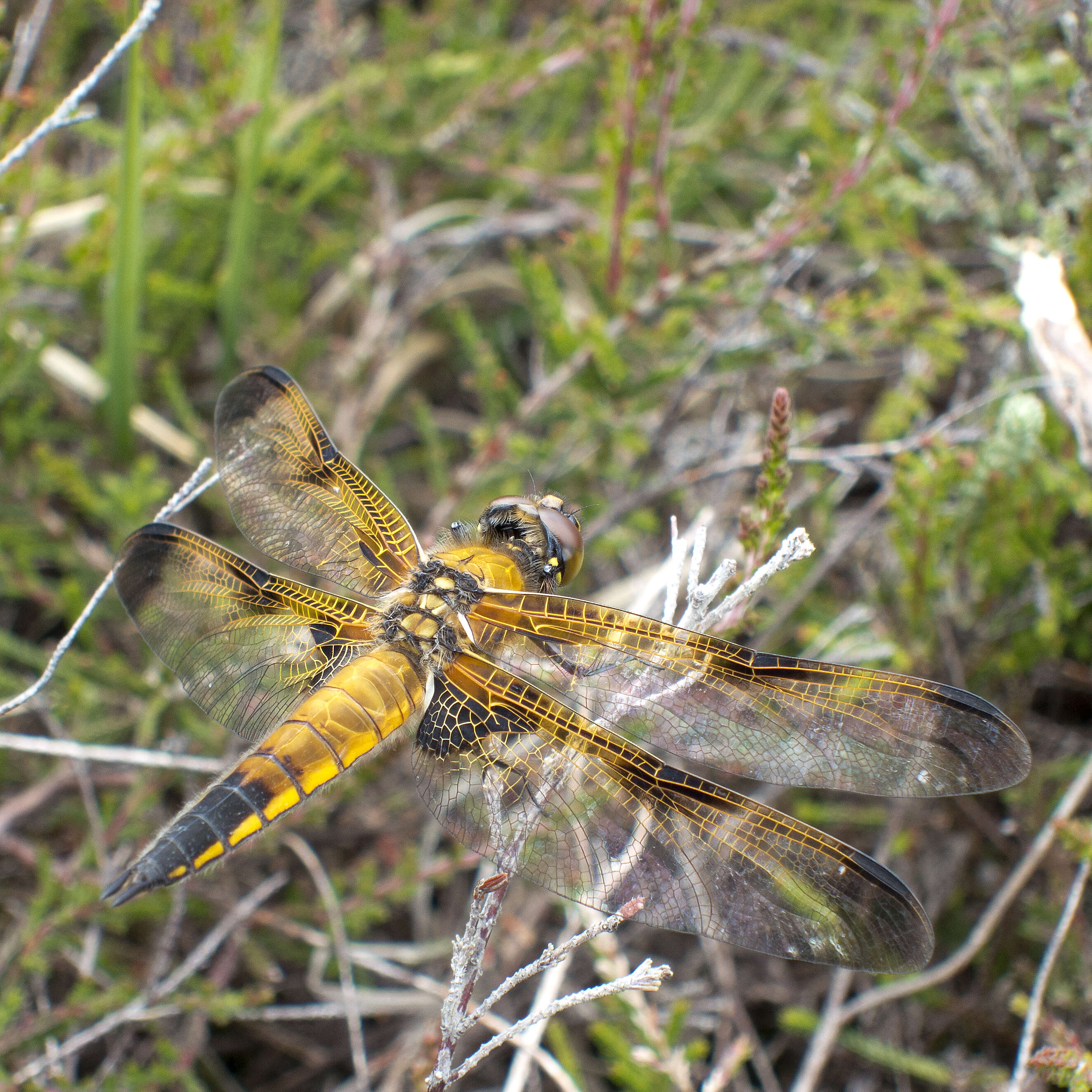 Image of Four-spotted Chaser