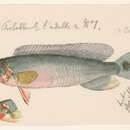 Image of Crenicichla lugubris Heckel 1840