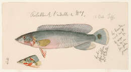 Image of Crenicichla