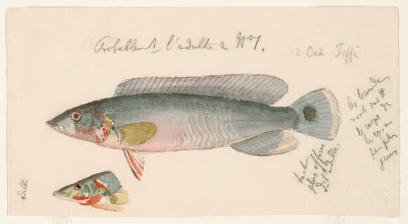 Image of Crenicichla lugubris Heckel 1840