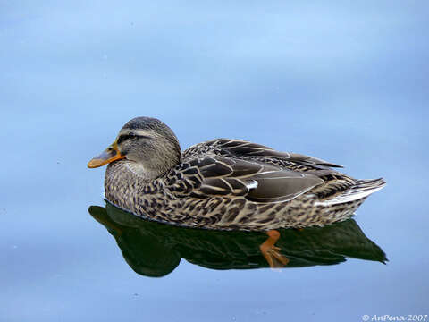 Image de Canard colvert