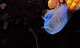 Image of blue ascidian