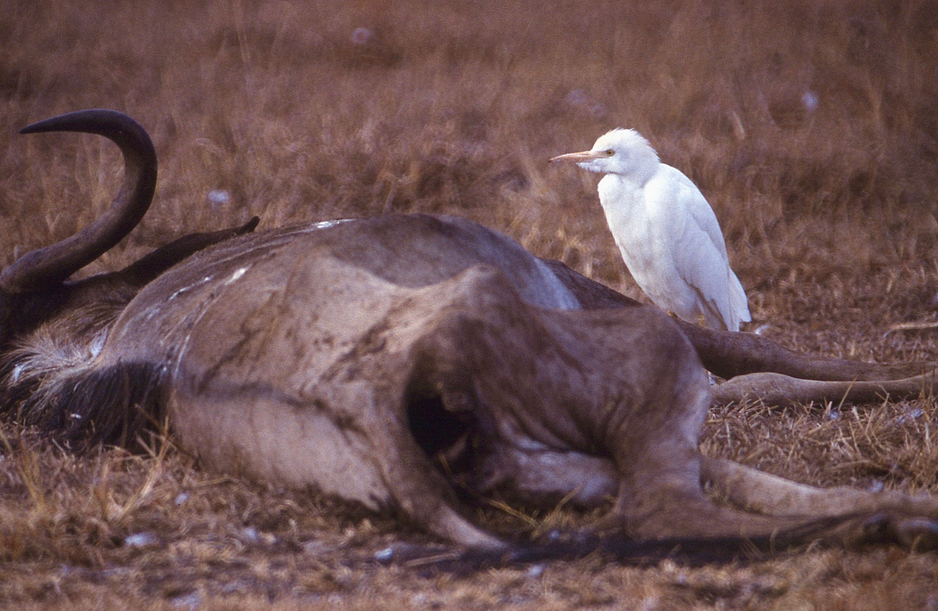 Image of Bubulcus Bonaparte 1855