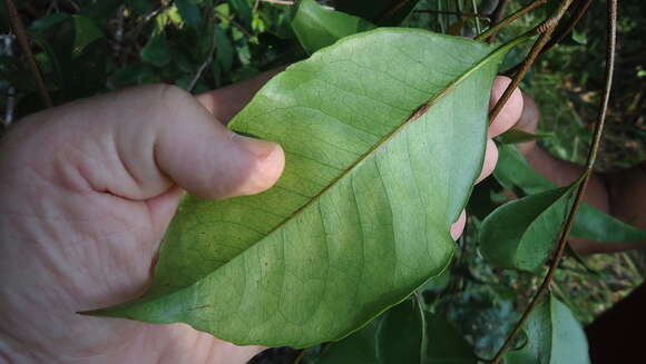 Imagem de Zanthoxylum tingoassuiba A. St.-Hil.