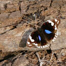 Image of Dark Blue Pansy