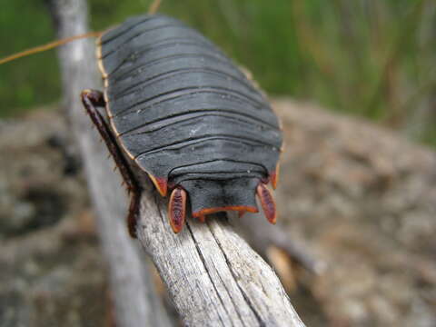 Image of Botany Bay Cockroach