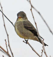 Image of Olive-Sided Flycatcher