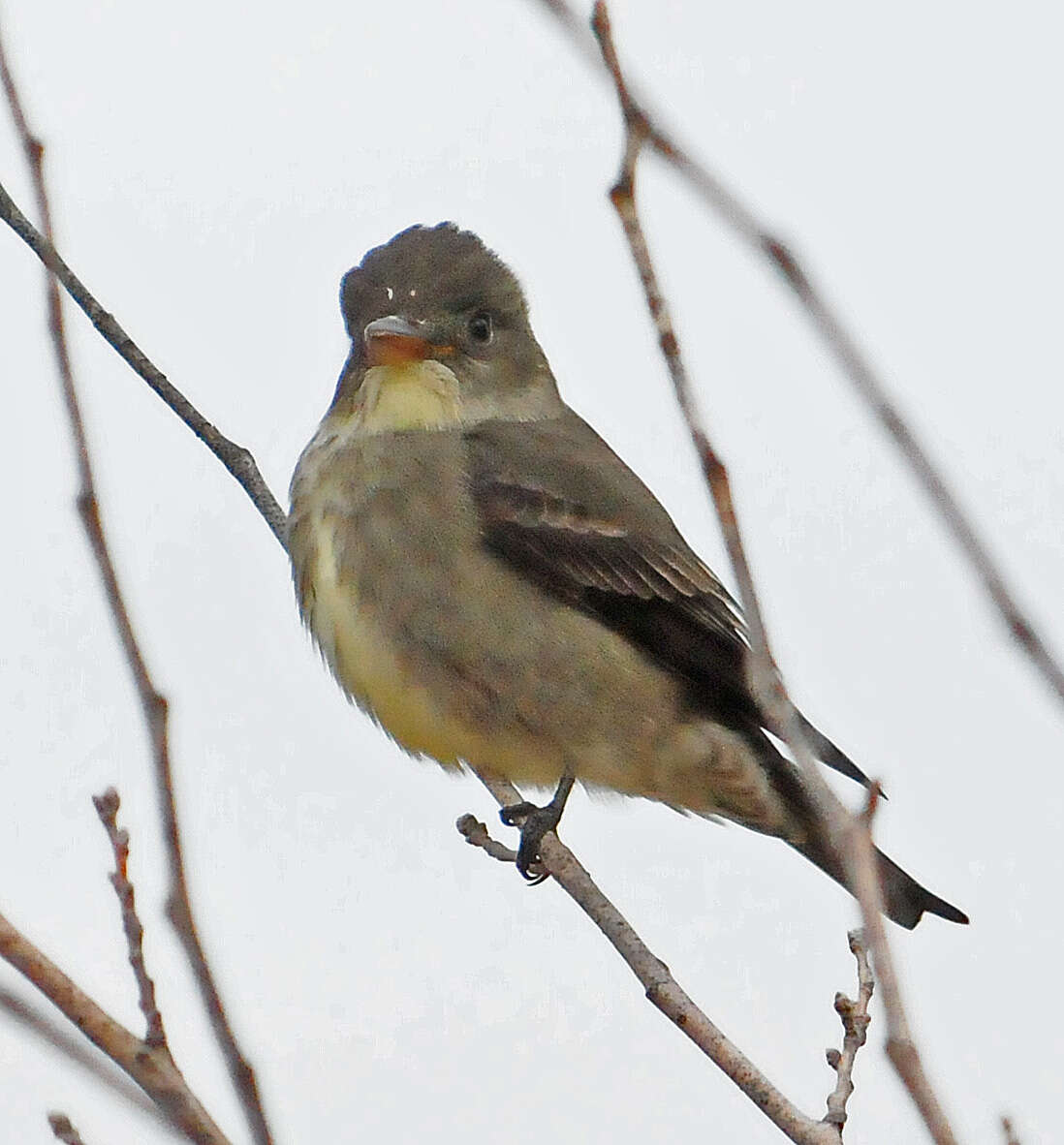 Image of Pewee