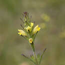 Image of Euphrasia scabra R. Br.