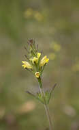 Imagem de Euphrasia scabra R. Br.