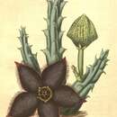 Image of Ceropegia gemmiflora (Masson) Bruyns