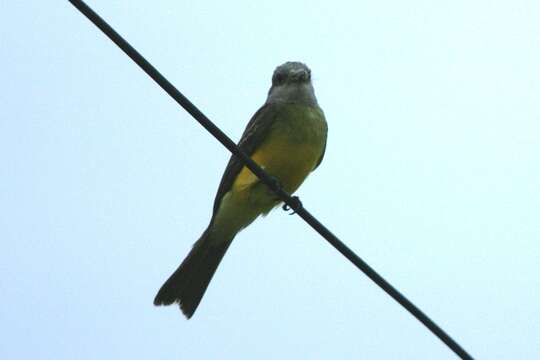 Image of Kingbird