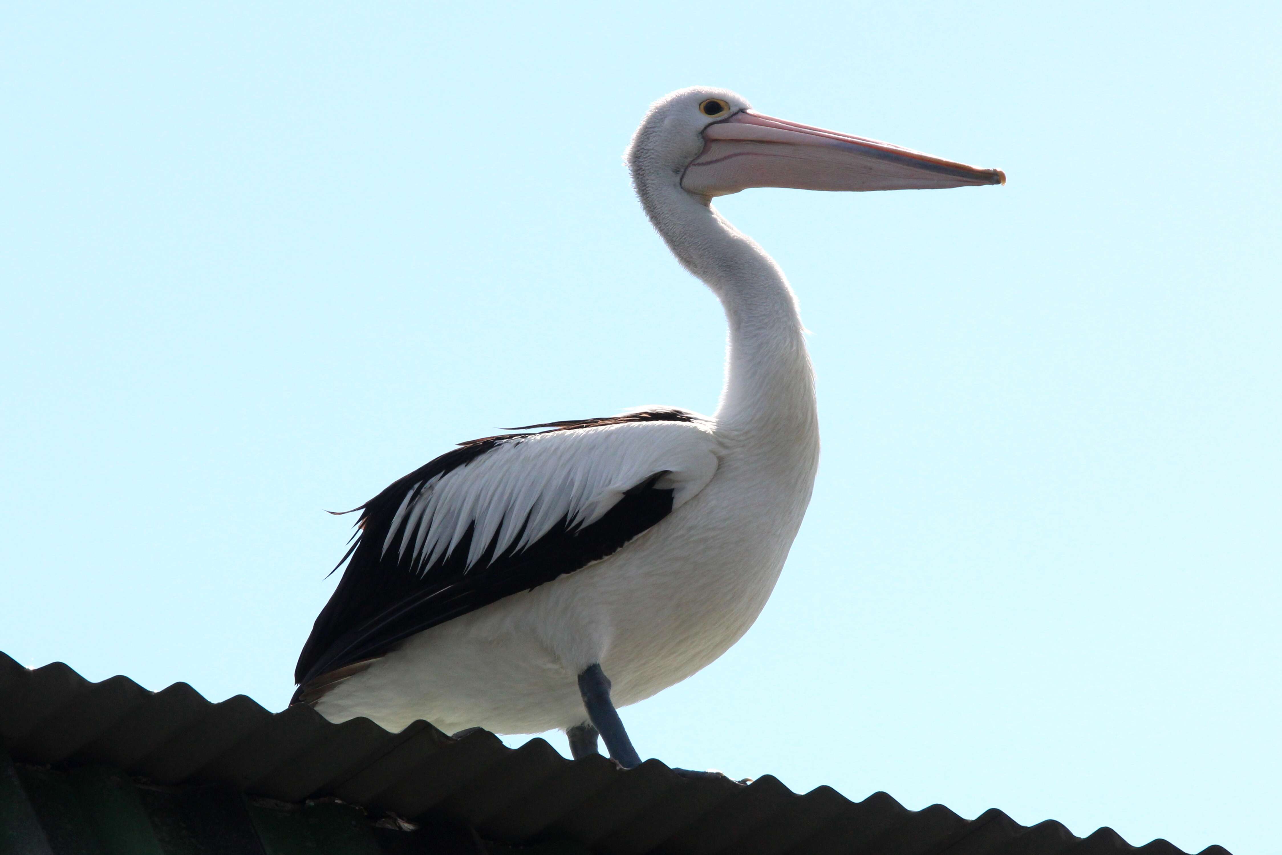 Image of pelicans