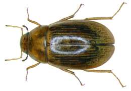 Image of Helochares (Helochares) lividus (Forster & J. R. 1771)