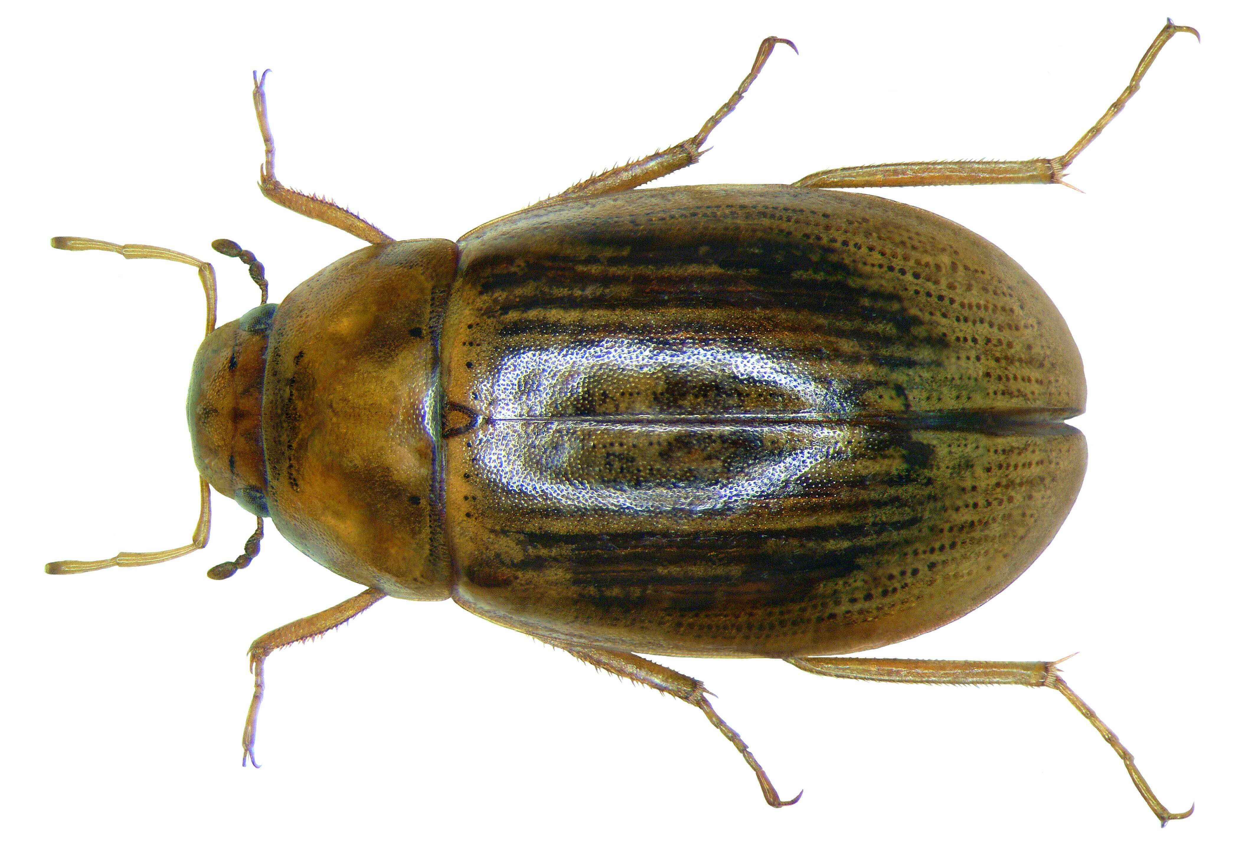 Image of Helochares (Helochares) lividus (Forster & J. R. 1771)