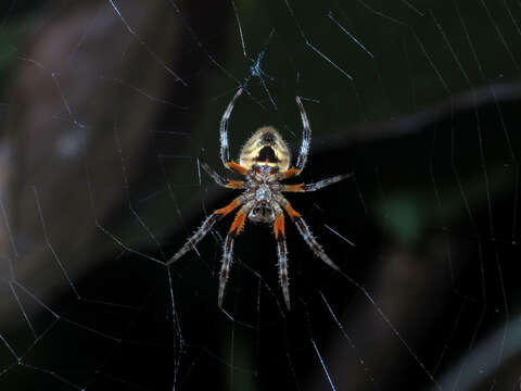 Image of Eriophora fuliginea (C. L. Koch 1838)