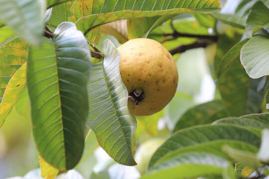 Image of guava