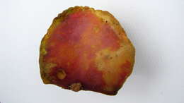 Sivun Panopsis magnifructa Prance kuva