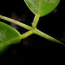 Image of cabbagebark tree