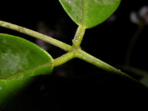 Image of andira